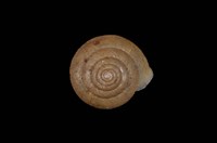 藏品(高腰盾蝸牛)的圖片